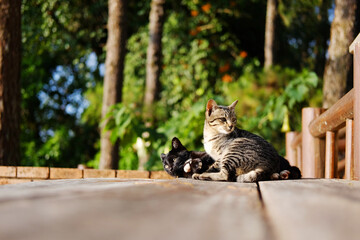 寵物宅設計：從建材、動線到設施，打造毛小孩的夢幻家園！