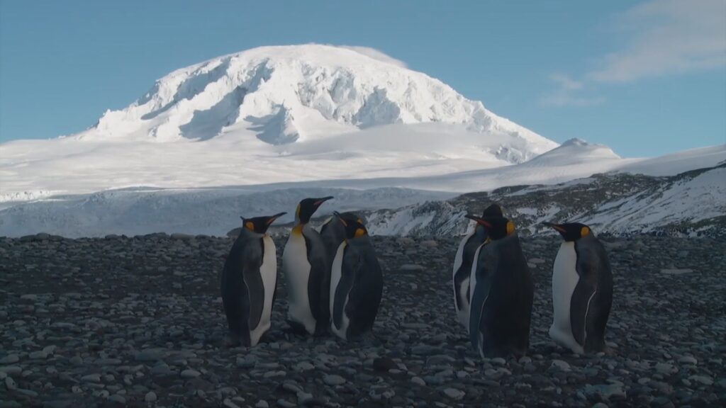 川普關稅政策荒謬！竟向澳洲無人島企鵝徵稅，引發國際譁然
