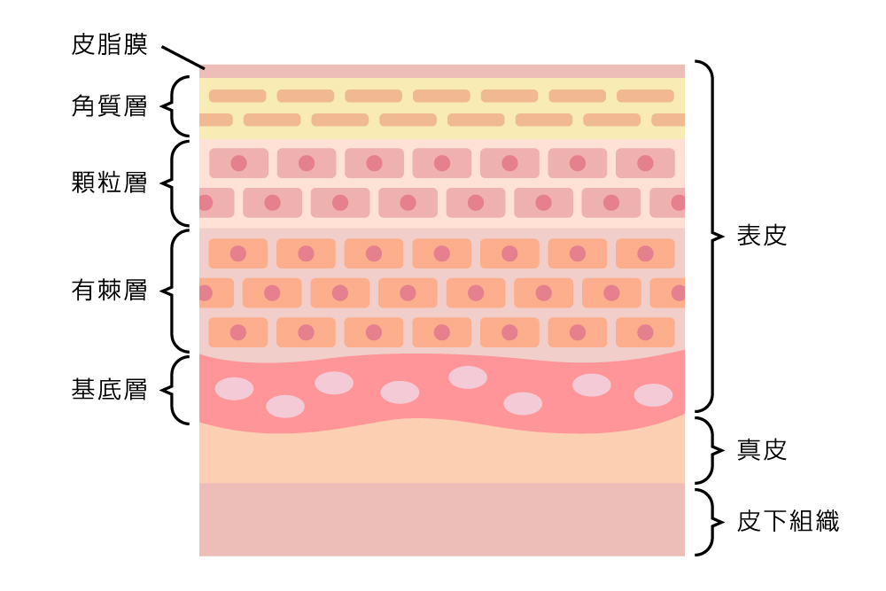「角質除去はどれくらいの頻度？肌タイプ別完全ガイド」