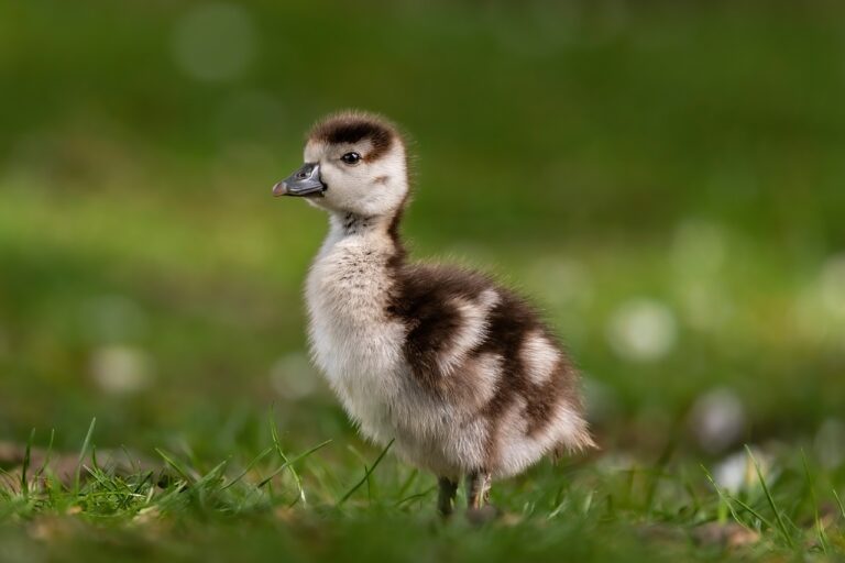 gosling