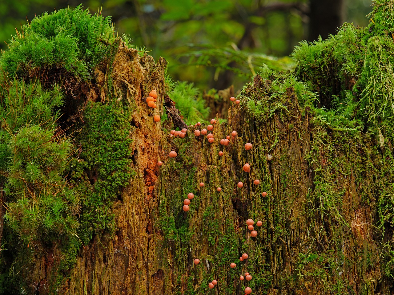新生兒成長記錄用品推薦：高效打造寶寶珍貴成長回憶錄