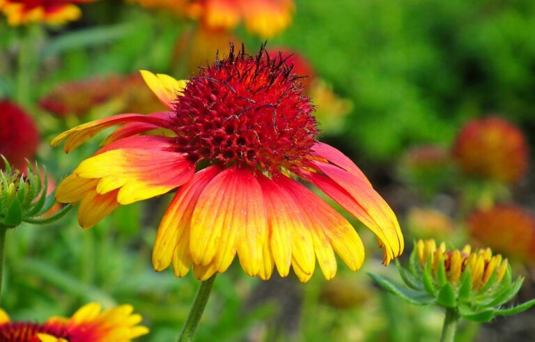 blanket flower