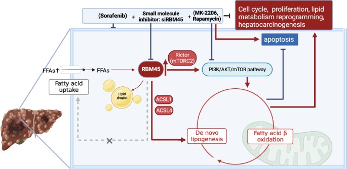 果乾水を使った代謝促進レシピ：薑檸檬果乾水高效燃脂秘訣！