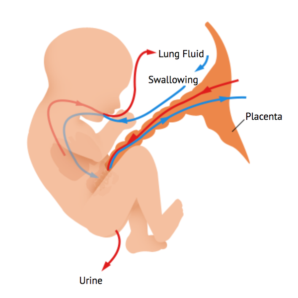 孕婦排毒水攻略：高效補充水分，輕鬆度過孕期！