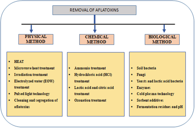 最佳飲用排毒水時間：清晨空腹飲用，高效排毒的完整教學