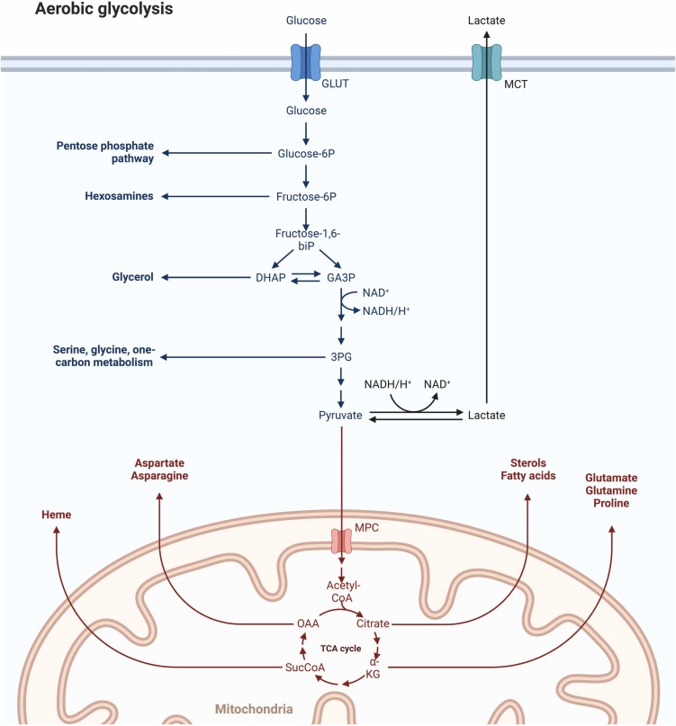 果乾水如何支持新陳代謝紊亂？高效燃脂、解毒秘訣完整教學