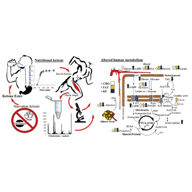 Detox Water and Keto Diet：高效提升酮症飲食的排毒水秘訣