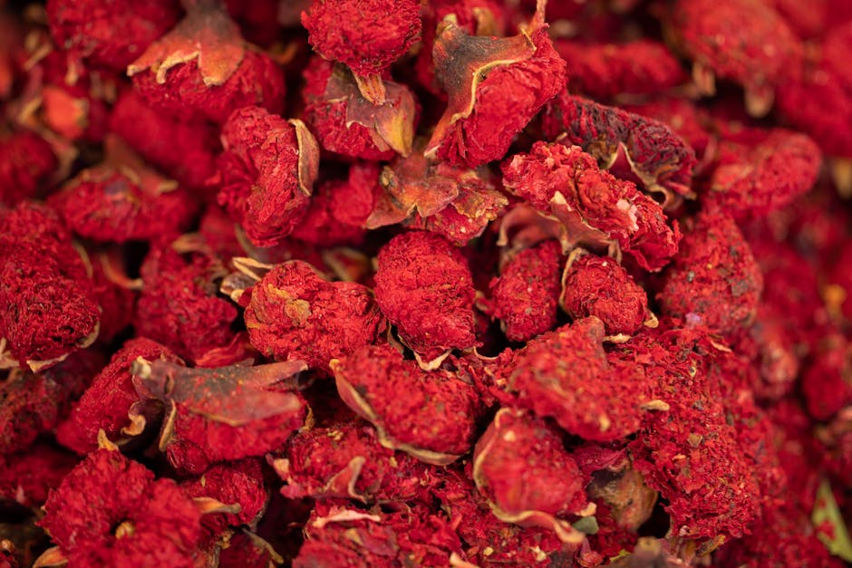 自製「洛神花果乾」教學：從採收到乾燥，鎖住酸甜豔紅！