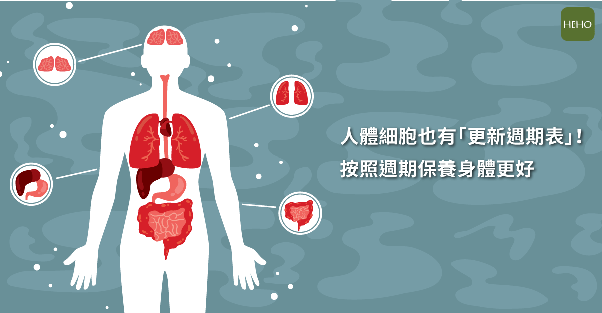 皮膚幾天更新？揭秘28天皮膚細胞更新週期！