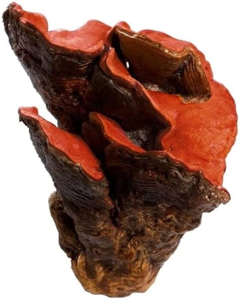 葡眾樟芝益的適合飲用時間：高效服用攻略，助您養生！