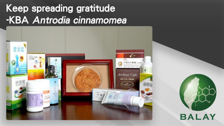 Keep spreading gratitude-KBA Antrodia cinnamomea ​| Balay | Taiwantrad