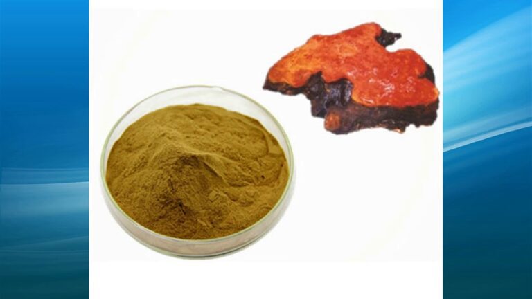 antrodia camphorata extract supplier,wholesale,bulk,factory