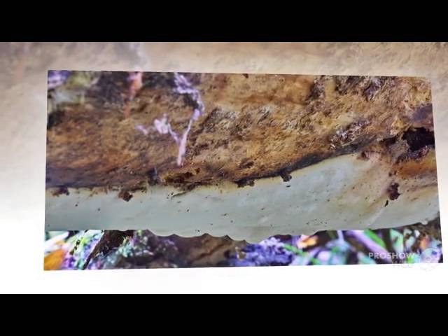 葡眾樟芝益和其他產品的區別是什麼？菌絲體萃取的秘密與高效選擇指南