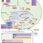 Heat shock drives genomic instability and phenotypic variations in ...
