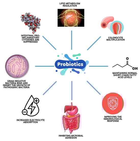 葡眾康爾喜的主要功用：高效改善腸道菌群平衡的完整指南