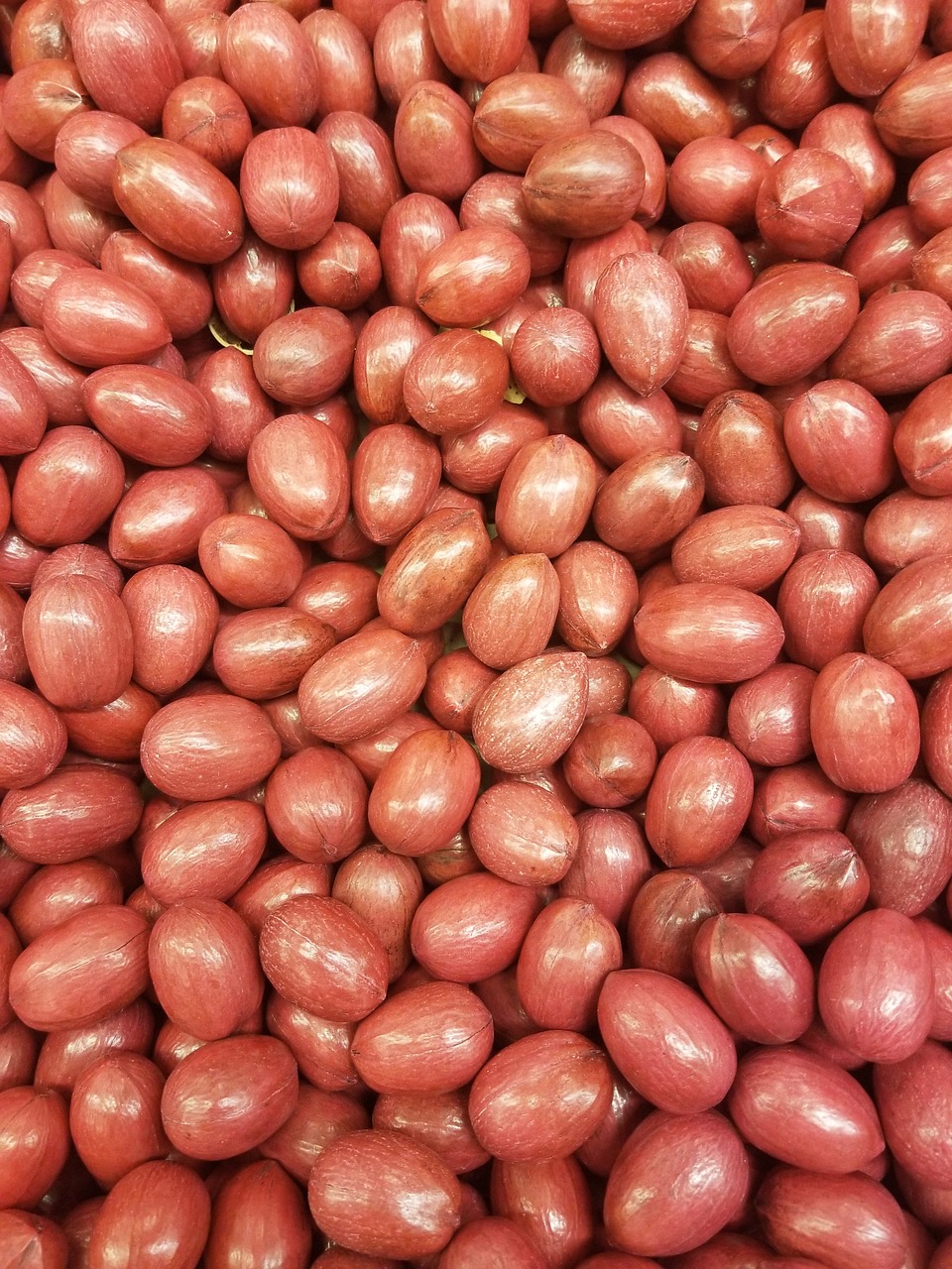 葡眾產品的用後心得分享：益生菌、餐包功效評估與專業營養師建議