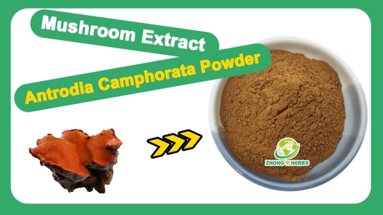Zhongyiherbs Antrodia Camphorata Mushroom Extract Source Factory To Introduce To You.