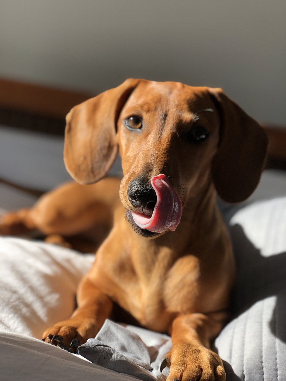 葡眾樟芝益可以冷飲嗎？高效吸收秘訣：溫水最佳，冷飲也OK！