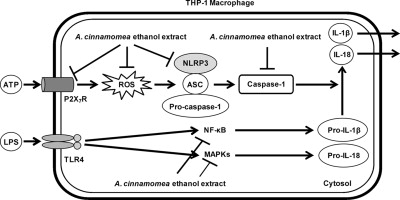 葡眾樟芝益的食用建議：林醫師完整教學，高效提升保健效果！