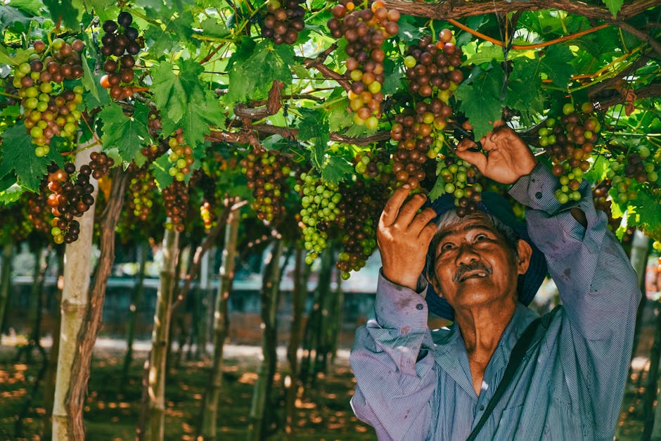 葡萄王年報亮眼：代工訂單飆68%，海外擴張衝刺營運