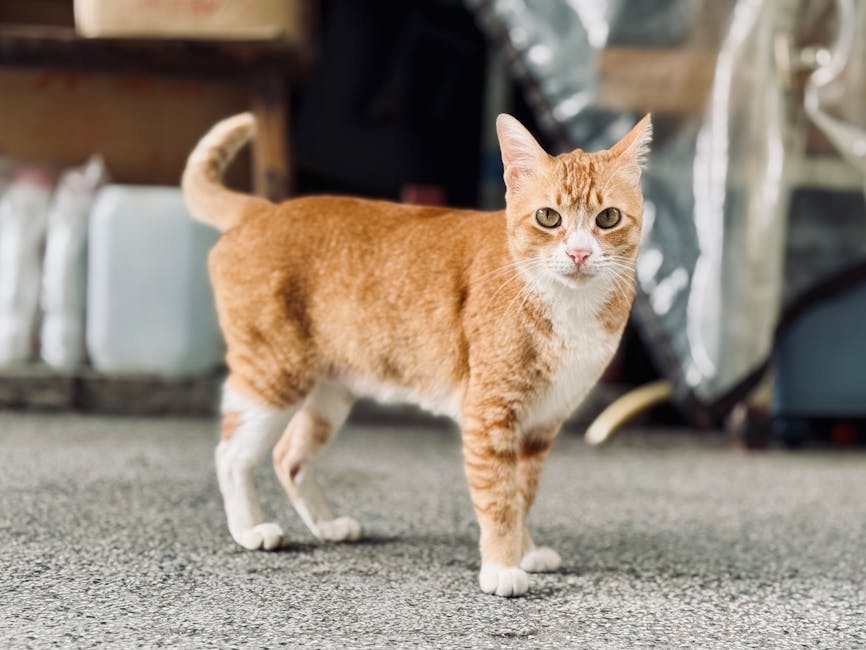 7-11 黑貓宅急便運費指南：精省寄件費用必學攻略