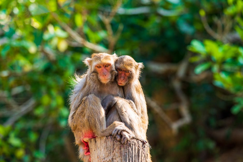蝦皮海外包裹查詢流程：高效掌握物流動態的完整教學
