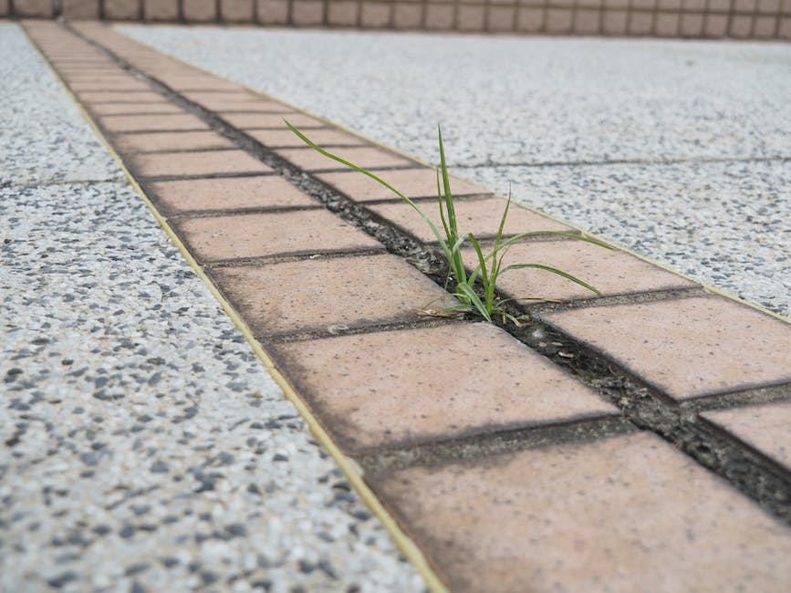 什麼是「生物可分解塑膠」(PLA)？它與傳統塑膠的差異與環保真相