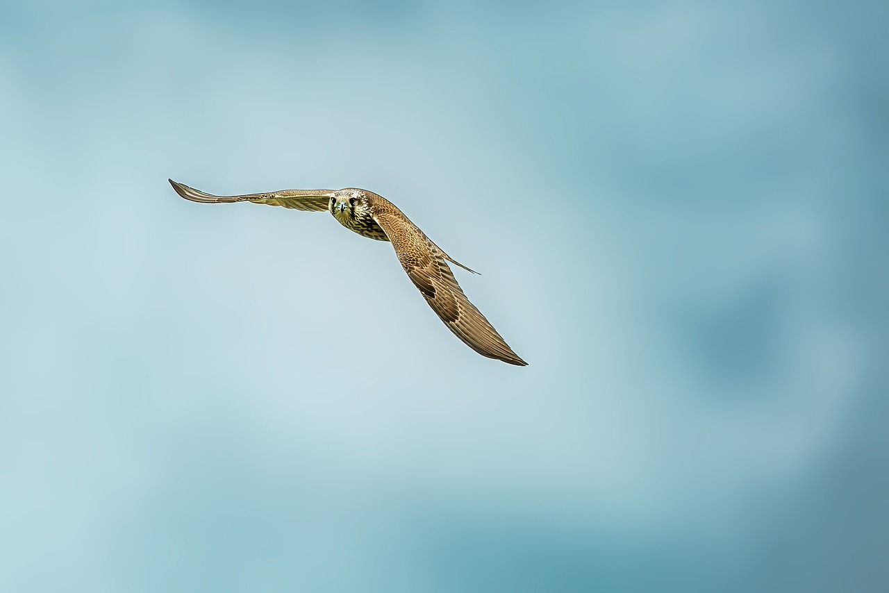 外幣保單和本地保單怎麼選？高淨值人士的國際財富管理攻略