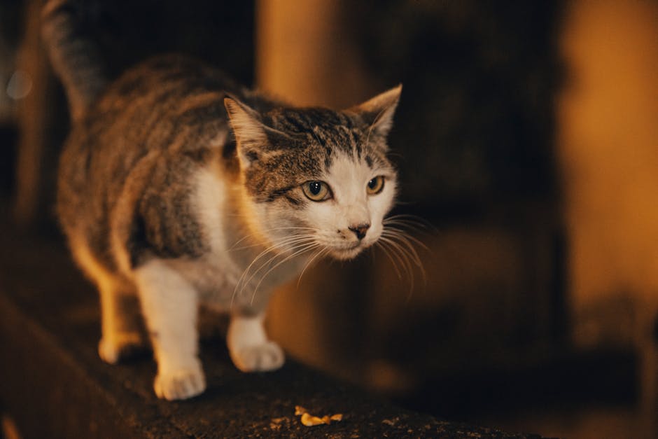 貓毛過敏症狀攻略，輕鬆解決打噴嚏、流鼻水、發癢困擾