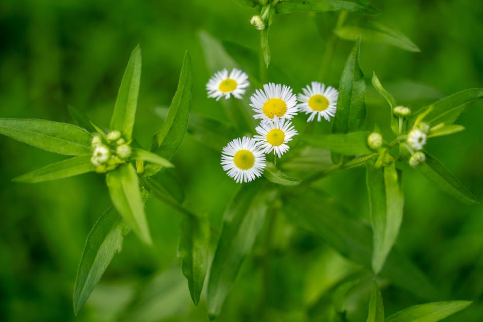 懷孕前吃肌醇＆懷孕後吃肌醇，對生育影響大揭密！