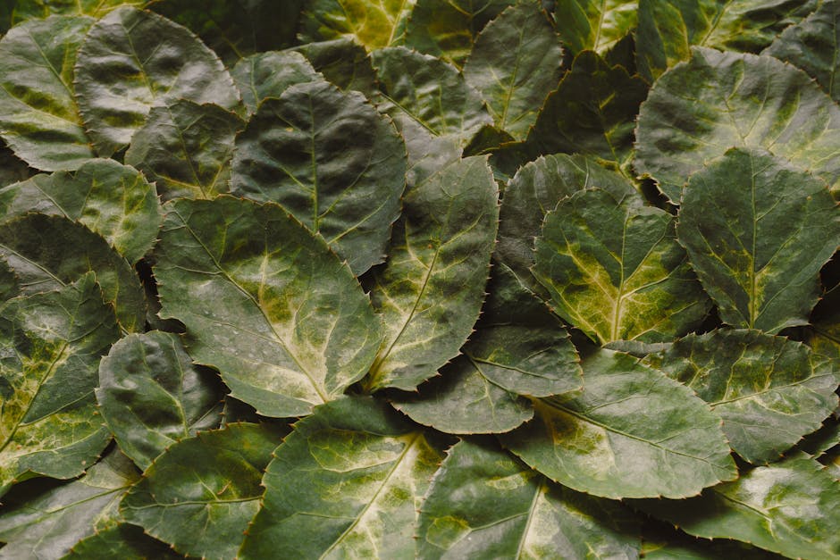 吃葉黃素真的能預防老年性黃斑部病變嗎？醫師給你答案