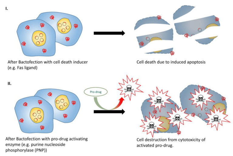 Live-Attenuated Bacterial Vectors: Tools for Vaccine and ...