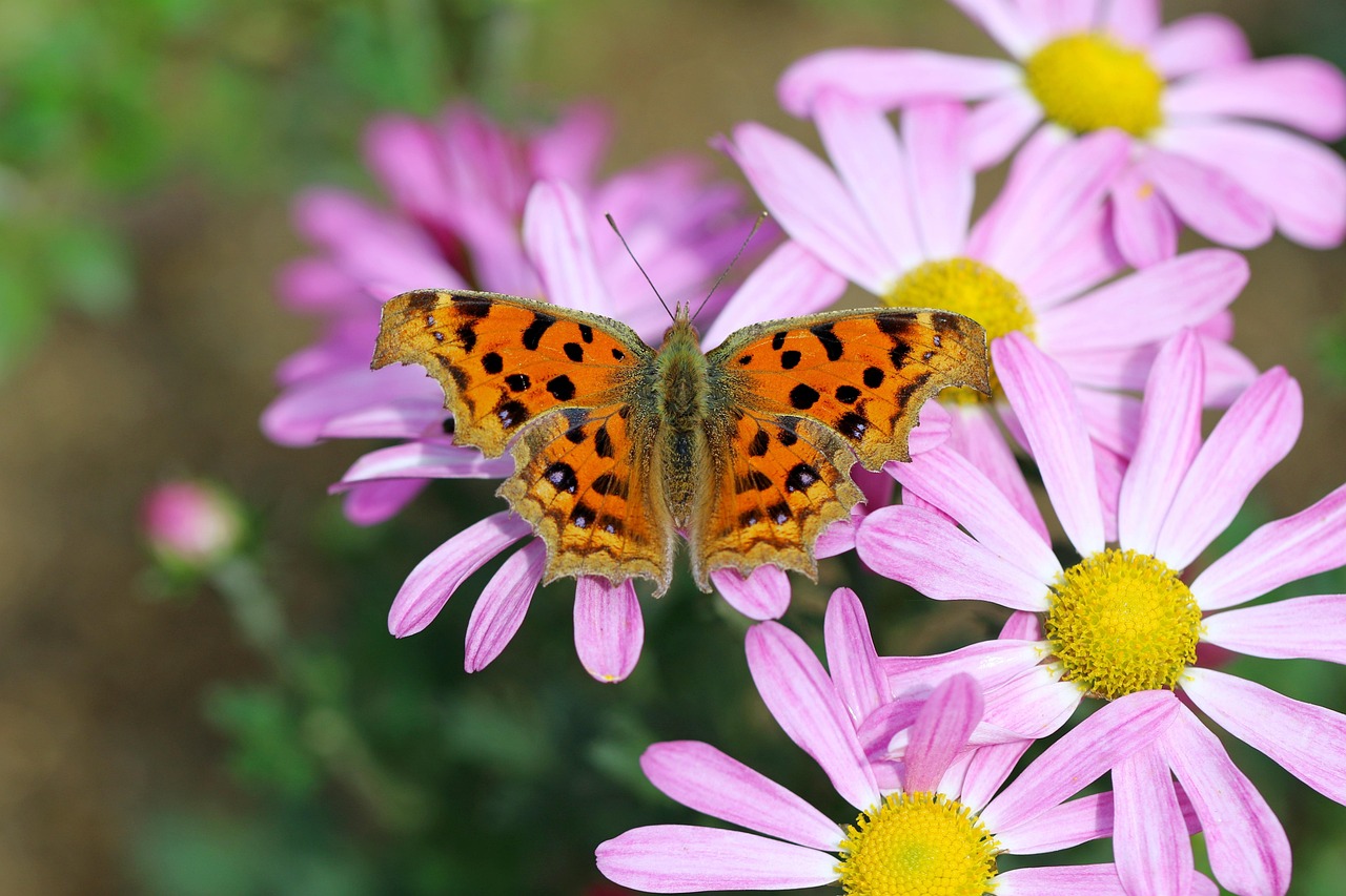 直播帶貨如何維持「多品類」組合平衡？高效提升銷售轉化率的完整教學