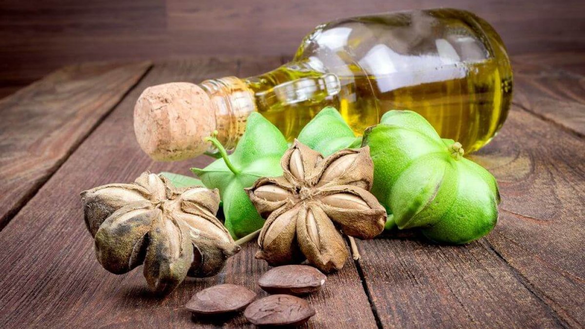 印加果油對眼睛有幫助嗎？超級食物護眼秘方大公開