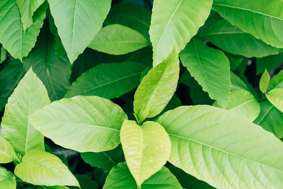 印加果油最適食用時間大公開：飯前、飯後、睡前皆可！