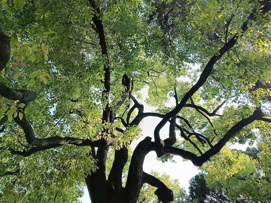 酪梨種植秘訣大公開！春、秋兩季最佳種植期