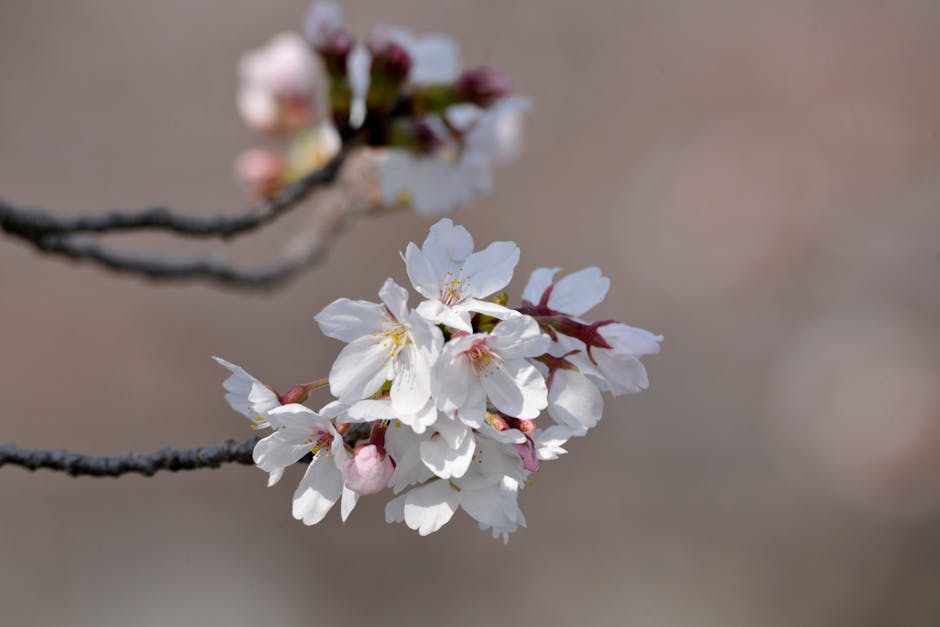 季節の変化がスキンケアルーティンに与える影響：美肌を保つための完全ガイド