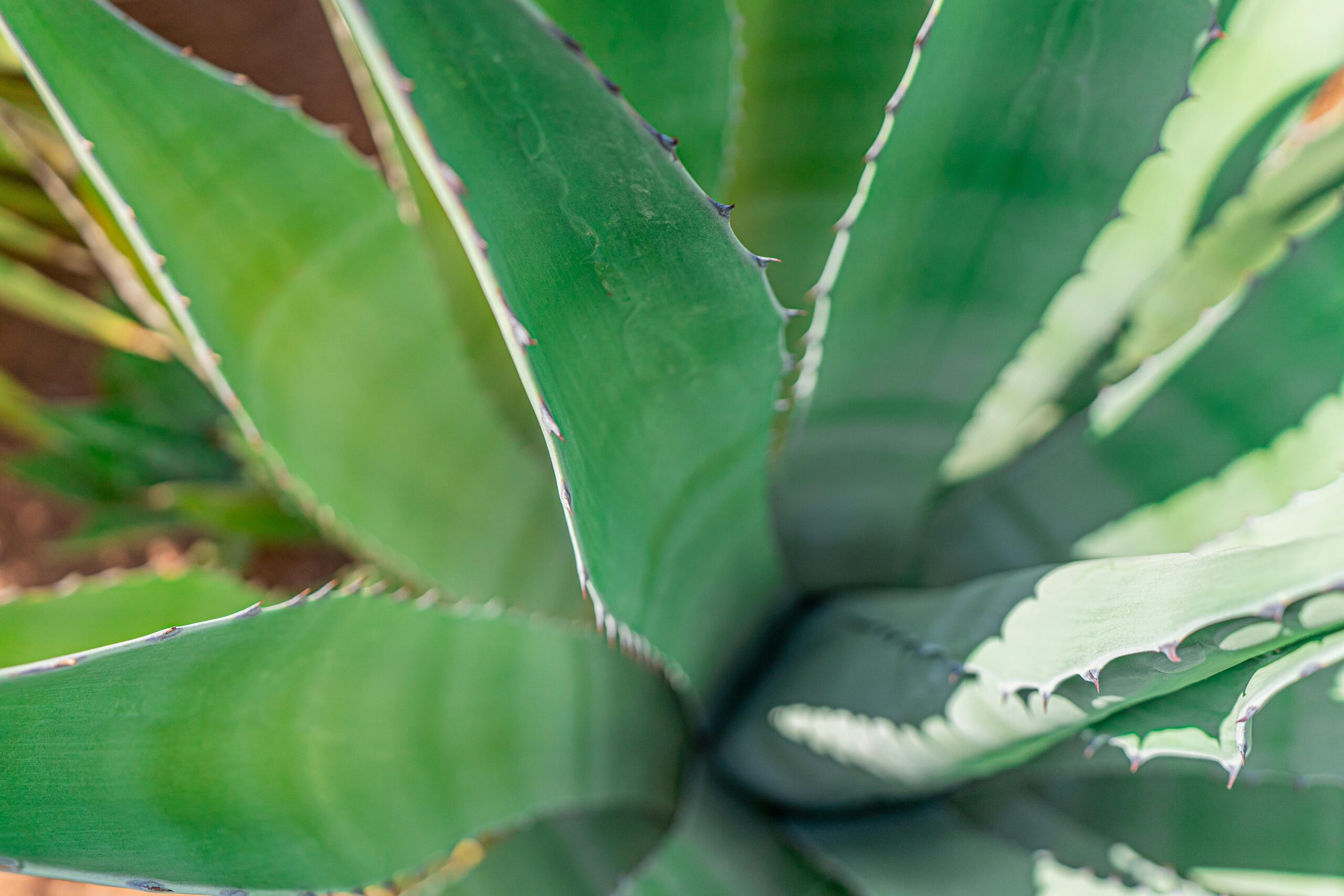 曬傷蘆薈要洗掉嗎？ 敷完蘆薈凝膠後如何正確處理？