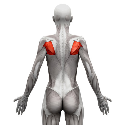 大圓肌的徒手訓練方法：在家就能練出強壯背肌的3個高效動作！