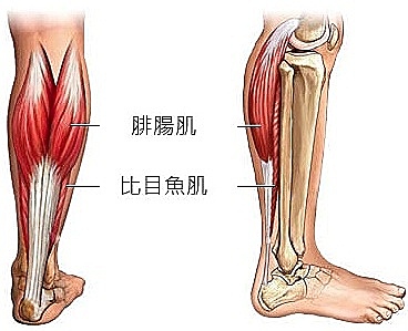 站立小腿抬高機是否適合受傷後使用？完整教學與安全注意事項
