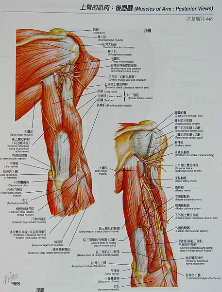 啞鈴訓練手臂肌肉的技巧：高效增肌塑形完整教學