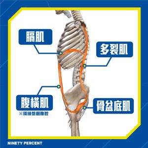 滾輪訓練對深層核心肌群的專項提升效果：高效激活腹橫肌與多裂肌的完整教學