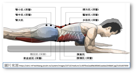 核心肌群與下背部聯合訓練技巧：高效強化核心、告別下背痛的完整教學