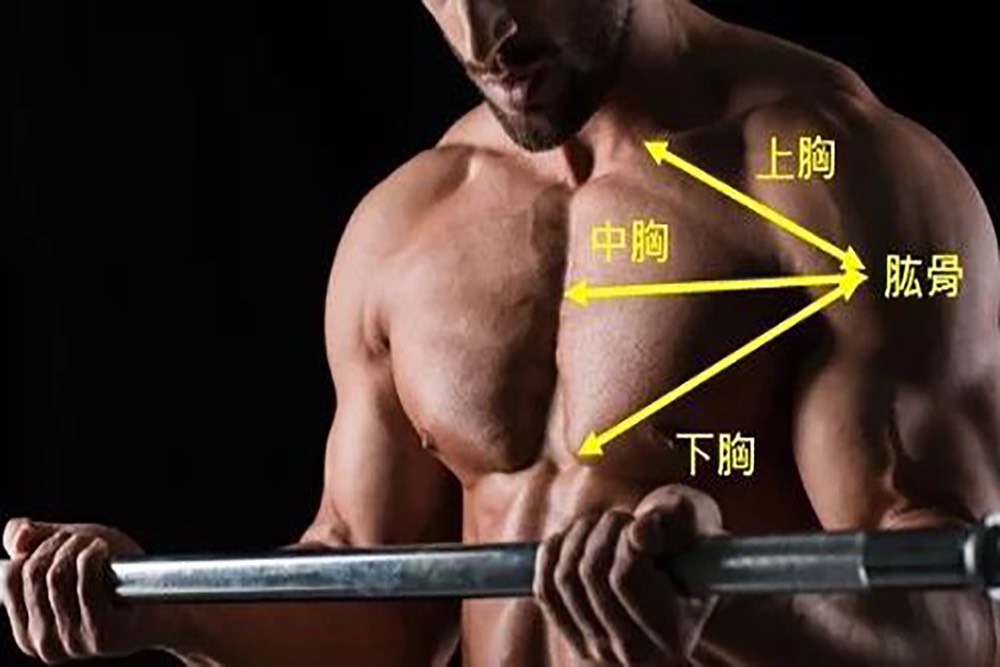 啞鈴如何有效訓練上胸肌？完整教學，打造飽滿上胸！