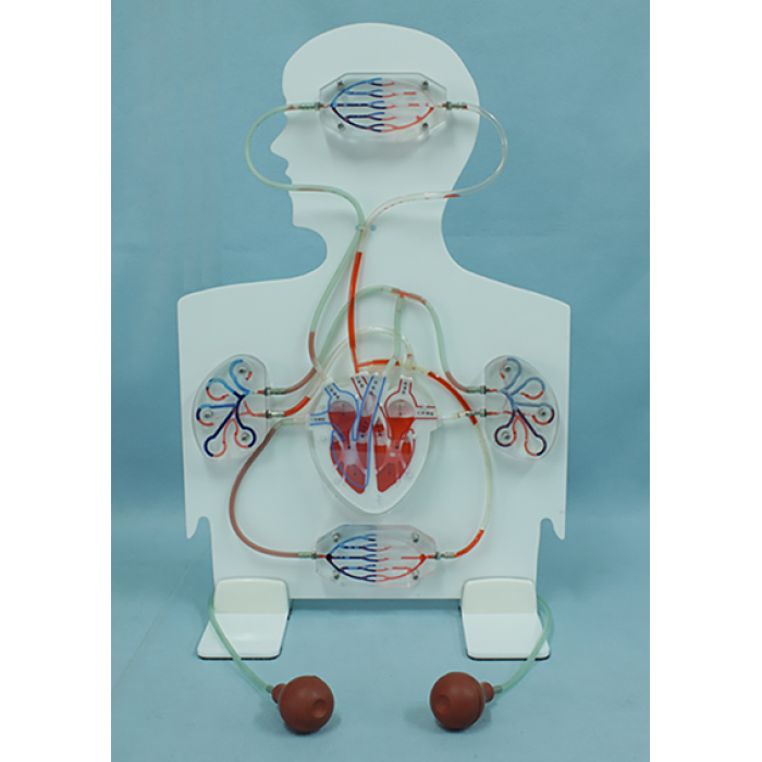 壓力襪是否能促進肌肉恢復？高效提升運動恢復的必學指南