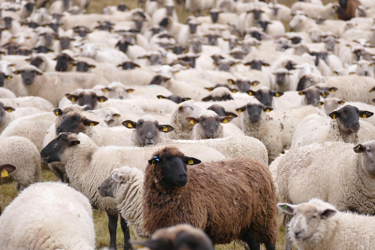 直播話術必學！如何巧妙應對「某家更便宜」的比價質疑