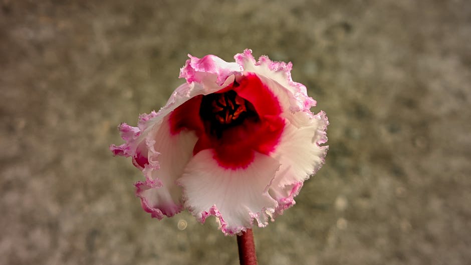 「全面掌握OBS直播：免費開源軟體的使用指南與技巧」